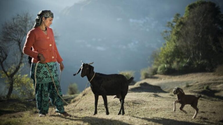 Unraveling the Mystery of the Goat rope: A Quirky Tale of Rural Tradition