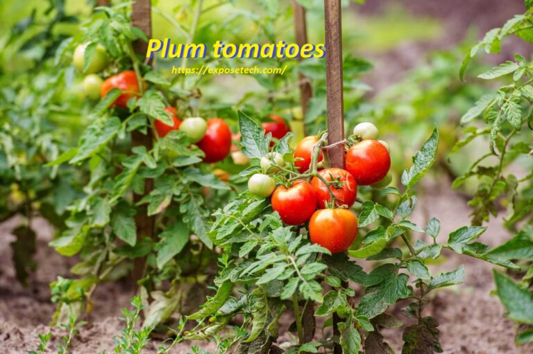 Exploring the Vibrant World of Plum tomatoes: A Guide to This Flavorful Fruit