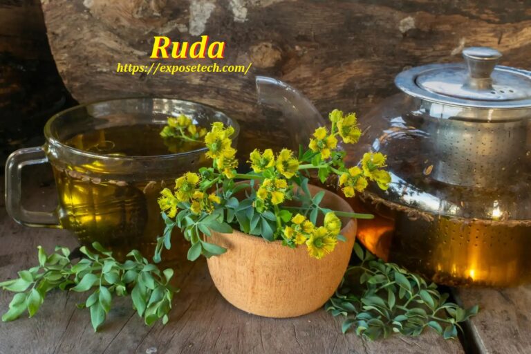 The Ancient Herb with Modern Potential: Exploring the Mysteries of Ruda
