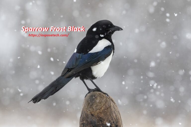 Exploring the Enigmatic World of Sparrow Frost Black: Unveiling the Mystery