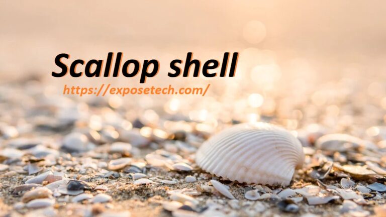 The Fascinating Tale of the Scallop shell: From Sea Treasures to Sacred Symbols