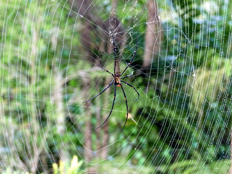 Unraveling the Mysteries of the Spidé: Nature's Master Weaver