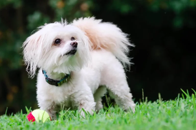 The Irresistible Charm of Maltipoo puppies for sale near me: Finding Your Perfect Companion