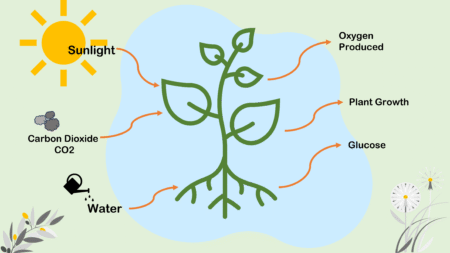 Photogenesis The Science of Light and Life