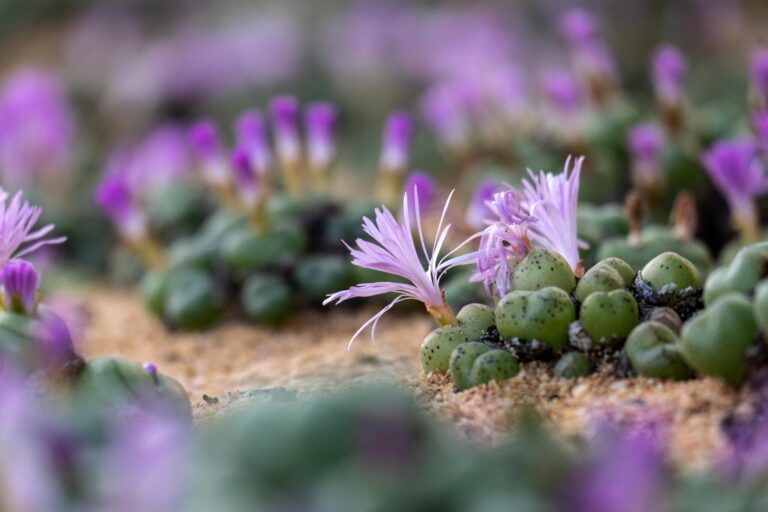 Inkacito A Hidden Gem in the World of Plants