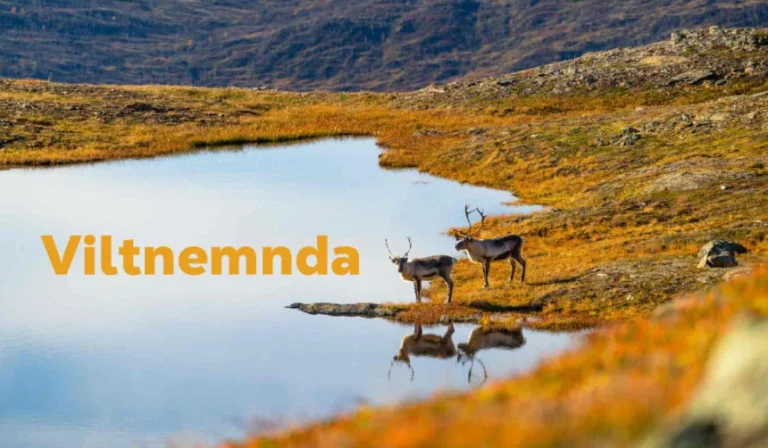 Viltnemnda Guardians of Norway’s Wildlife Management